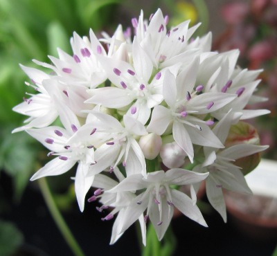 Allium amplectens 'Graceful Beauty' 